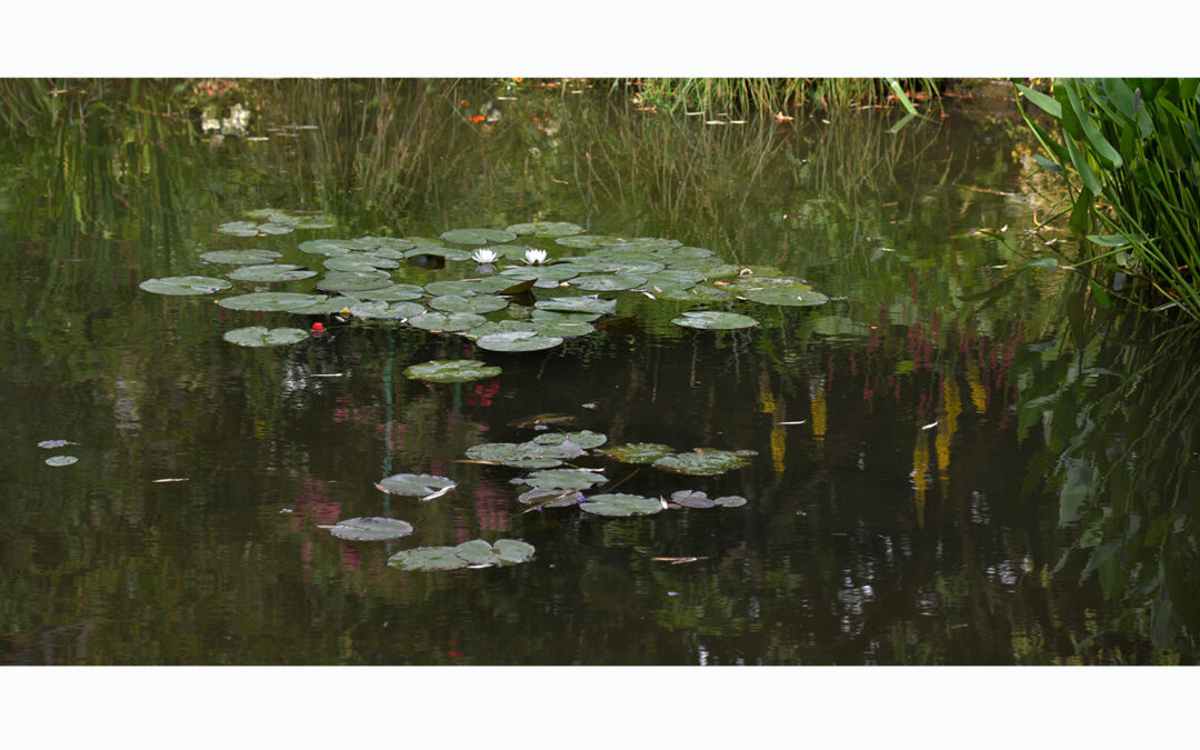 Synthèse Visuelle. Reflets liquéfiés du jardin d’eau. Nénuphar alba. Le Jardin d’eau de Giverny