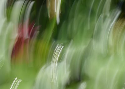 Perception Infrathine_N. Atropurpurea